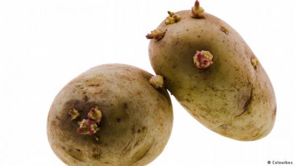 هل البطاطس القديمة صالحة للأكل؟