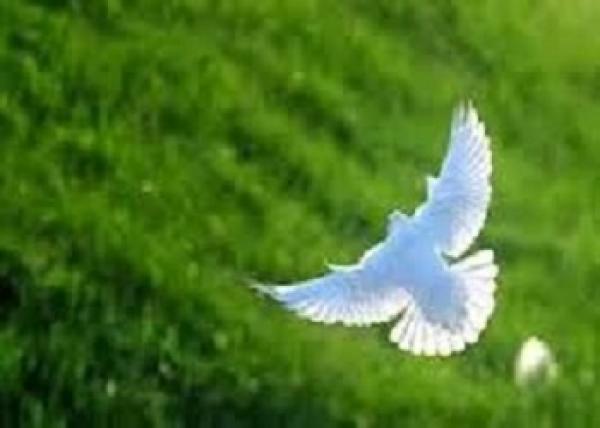 الاعجاز فى معرفه الطيور طريقها الصحيح دون اى خطأ