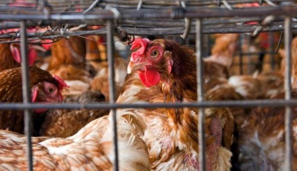 بياطرة المغرب يخرجون عن صمتهم ويصدرون توضيحا حول تناول لحوم الدجاج "الكروازي"