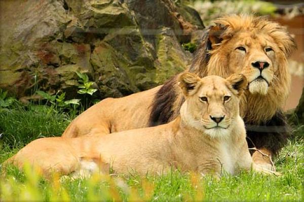 الحافي : "الحديقة الوطنية للحيوانات بالرباط تعد من الجيل الجديد لحدائق الحيوانات وتضطلع بدور حيوي في التحسيس بأهمية الحفاظ على التنوع البيولوجي والحيواني للمغرب"