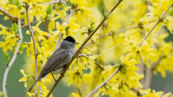 إطعام الطيور في الحدائق قد يحول مسار هجرتها