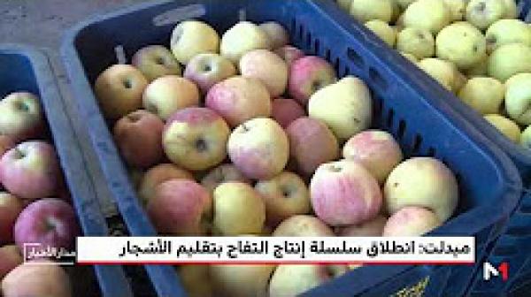 ميدلت .. انطلاق سلسلة إنتاج التفاح