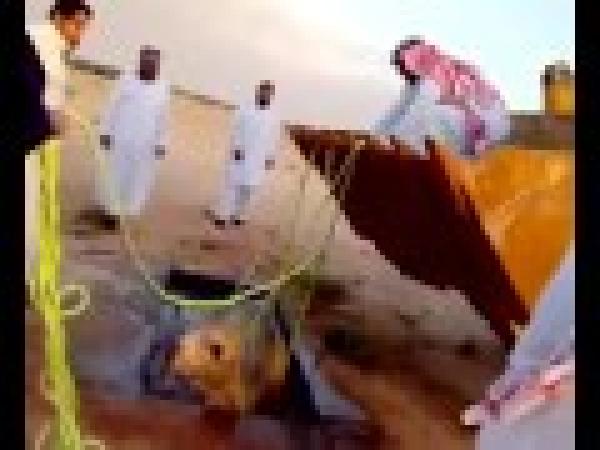 غباء الدفاع المدني السعودي 