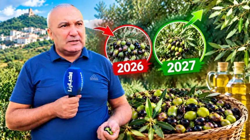 واش الزيت موجود؟ فلاح يفتح قلبه لـ"أخبارنا" ويكشف الفرق بين ثمن السنة الماضية وهاد السنة