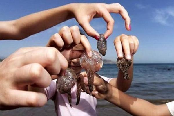 "قناديل البحر" تجتاح الشواطئ الشمالية للمملكة وتهدد بإفساد الموسم السياحي