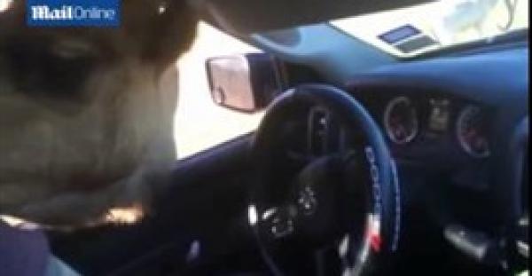 بالفيديو والصور.. جمل يهاجم ركابًا ويسرق طعامًا من سيارتهم