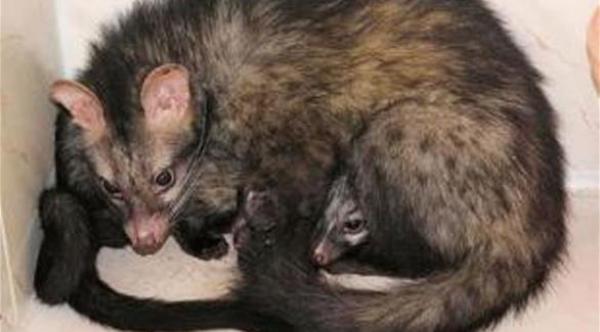 حيوان الزباد البري يقتحم البرلمان الهندي