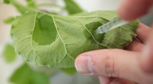 أنزيم نباتي يساعد على تأخير الشيخوخة