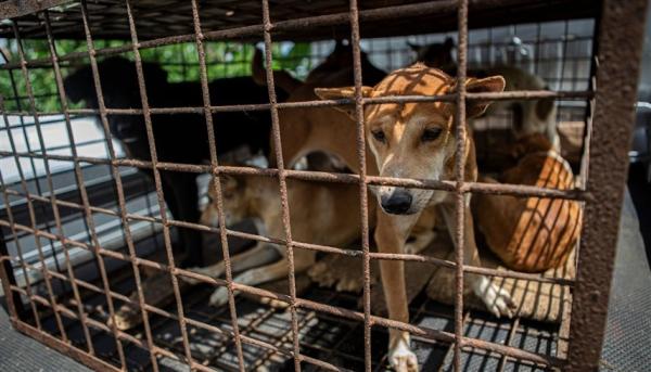 إندونيسيا تواصل حظر بيع وتناول لحوم القطط والكلاب