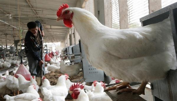 فرنسا تعتزم إطلاق برنامج لقاحات للوقاية من إنفلونزا الطيور