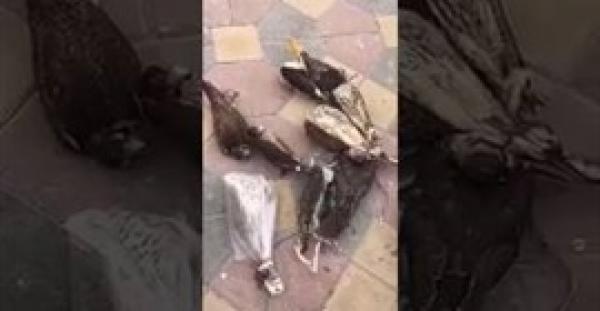 بالفيديو.. سعودي يضع صقورا حية في «الفريزر»