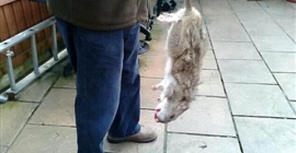 بالفيديو والصور.. الفئران الضخمة تجتاح بريطانيا