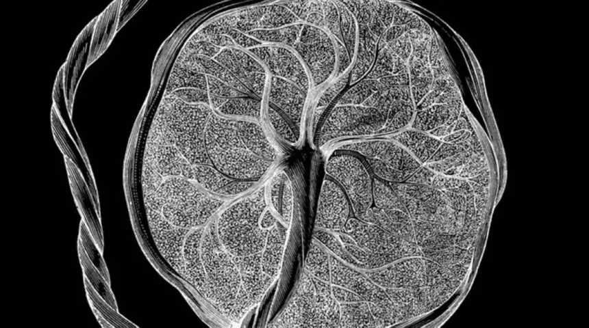 خلايا غامضة لا تظهر إلا أثناء الحمل.. اكتشاف يثير اهتمام العلماء