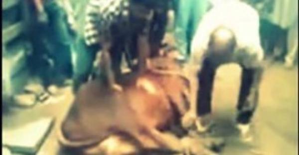 بالفيديو.. لحظة وفاة رجل بسكتة قلبية أثناء ذبحه عجلا