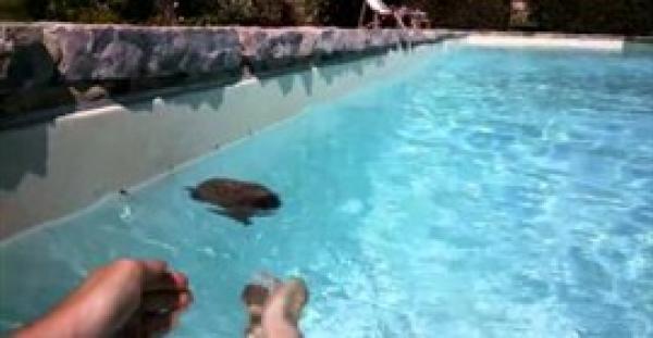 بالفيديو.. شاهد كيف أنقذت امرأة «قنفذًا» من الغرق