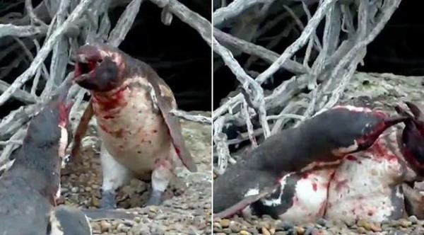 فيديو مثير: صدمة بطريق وجد زوجته في أحضان آخر