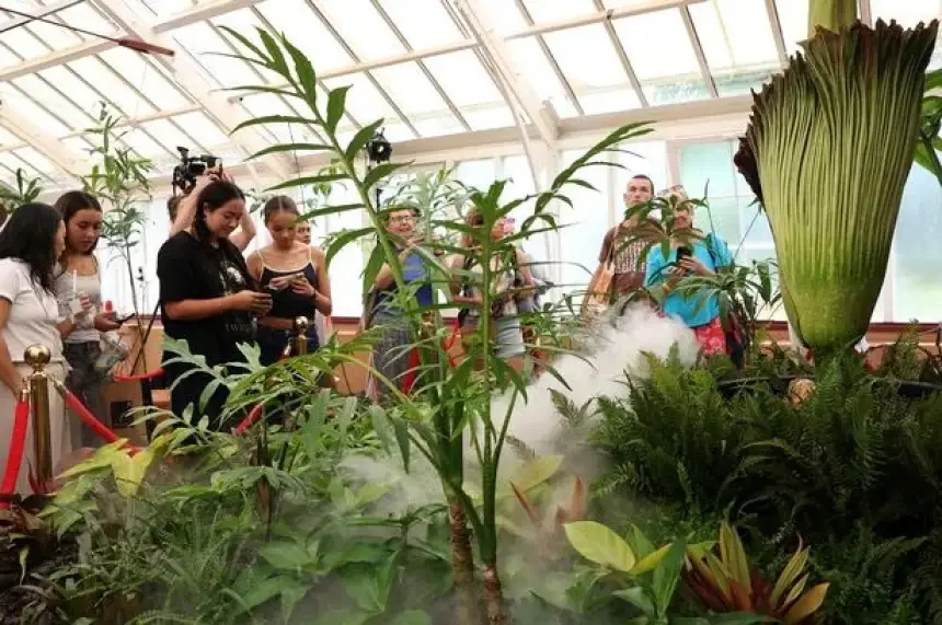 زهرة الجثة النادرة تزهر في أستراليا وسط دهشة واسعة