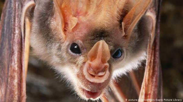 ما حقيقة أكبر خفاش على الأرض في الفلبين؟