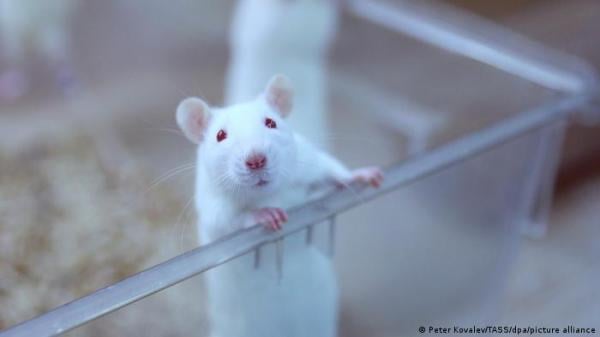 اختراق علمي وجدل أخلاقي عقب نجاح زراعة خلايا مخ بشري بمخ الفئران