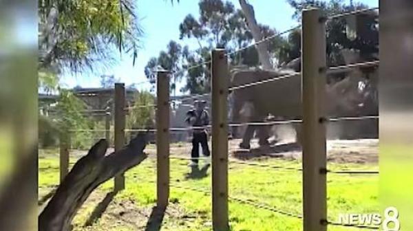 ينجو من موت محقق بعد محاولة التقاط سلفي داخل حظيرة الفيلة(فيديو)