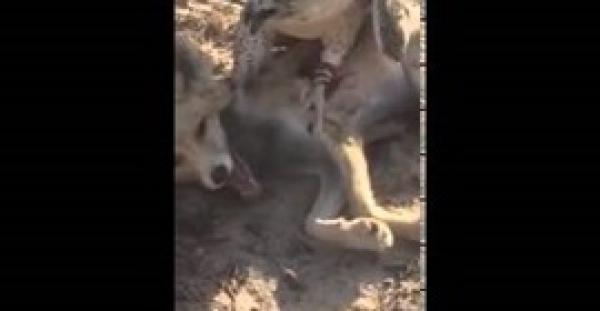 بالفيديو.. شاب يستعين بـ«صقر» في اصطياد «ثعلب»