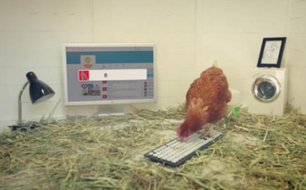 بالفيديو: دجاجة تدير حساب شركة على تويتر