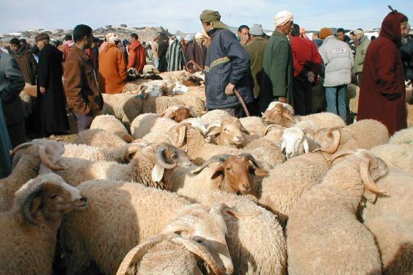 بالمعطيات و الأرقام ، "أخبارنا" تقرب زوارها من أسعار سوق الأضاحي بين الرباط و الدار البيضاء‏