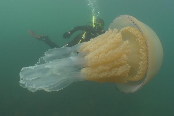 غواصان يسبحان مع قنديل بحر بحجم إنسان (فيديو )