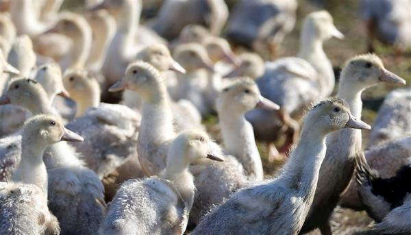 فرنسا تعلن عن انتهاء موجة إنفلونزا الطيور بعد إعدام 10 ملايين طائر