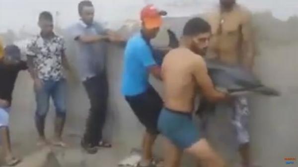 فيديو مؤثر.. شباب مغاربة ينقذون دلفينا !! و يعيدونه للبحر !!