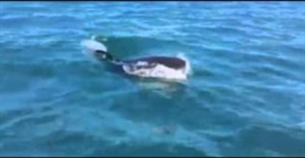 بالفيديو.. قرش ضخم يغلق شواطئ أستراليا