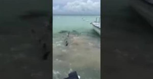 شاهد ماذا فعلت اسماك بيرانا متوحشة باحدى الاسماك