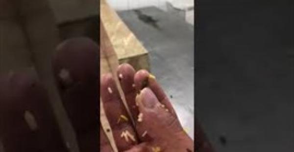 زبناء مطعم يرصدون صراصير بالطعام في السعودية (فيديو )