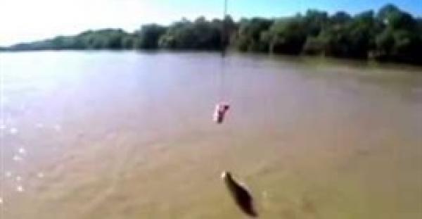 بالفيديو.. تمساح يقفز في الهواء للحصول على قطعة لحم