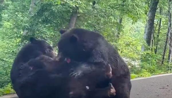 صراع دبين عملاقين يتسبب في قطع طريق سيارات(فيديو)