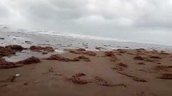 البحر يلفظ كميات كبيرة من الأعشاب البحرية بسواحل الناظور
