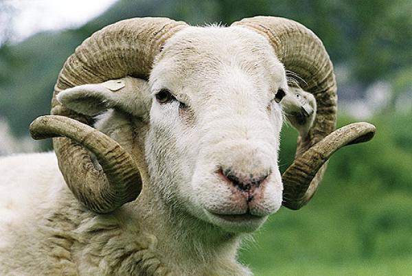 بلاغ هام من "الأونسا" بخصوص أضحية العيد ..نصائح حول اختيار الجزار المكلف بالذبح وكيفية تخزين الذبيحة