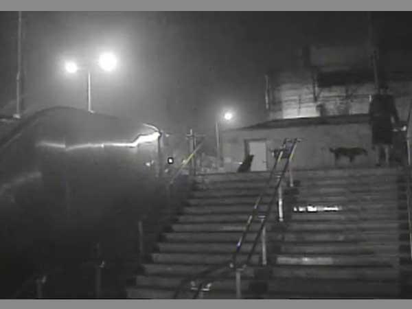 بالفيديو: قاتل متسلسل يطعن الكلاب في الشارع