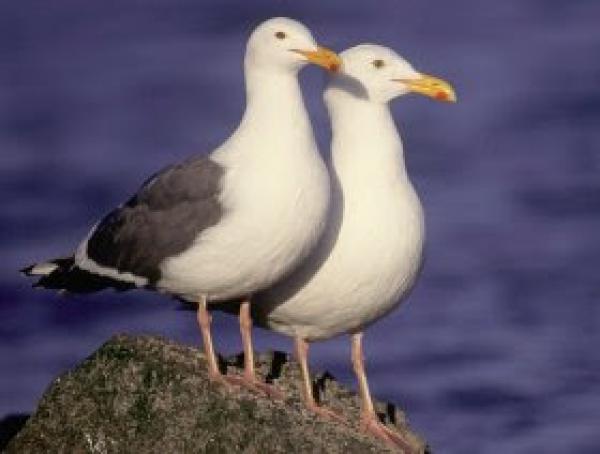 مقلدون لطيور النورس من جميع أنحاء أوروبا يجتمعون في بلجيكا