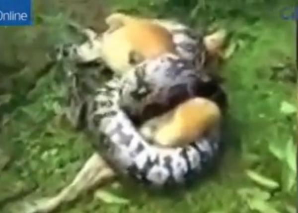 في حادثة غريبة:  وفاء رجل لكلبه ينقذه من أفعى "بايثون " (فيديو)