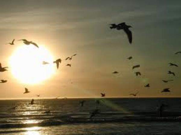 حكم من يسب الحياة