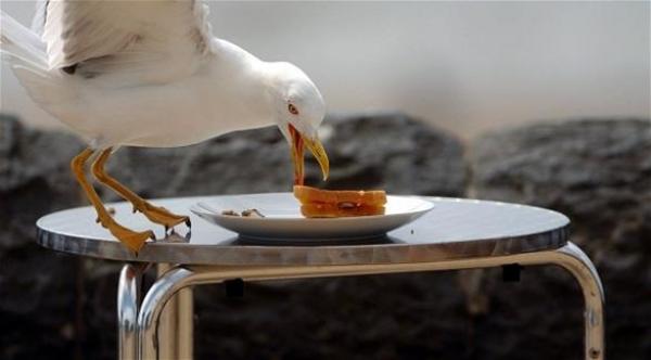 رجل يتصل بالطوارئ ليشتكي على نورس سرق شطيرته