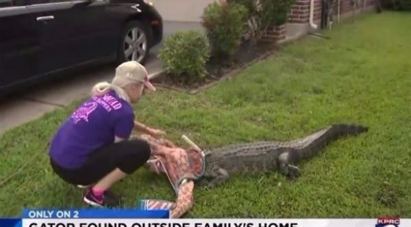بالفيديو: فتاة تنجح في السيطرة على تمساح اقتحم منزلاً في تكساس