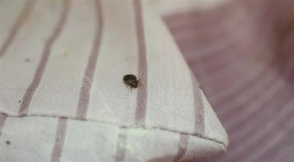 مجموعة من النصائح للتحقق من بق الفراش في غرف الفنادق