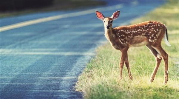 غزال يتسبب في وفاة شخصين في حادث مروري في اليابان