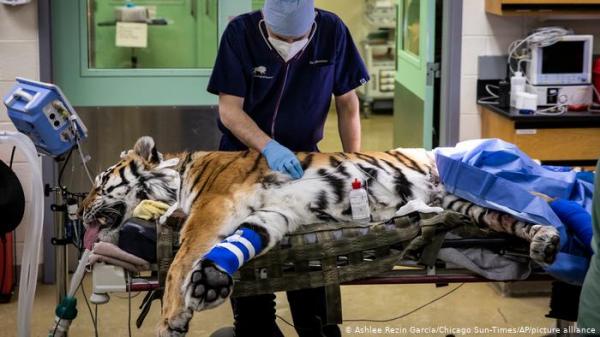 عمليتان جراحيتان لأنثى نمر تعاني من التهاب المفاصل