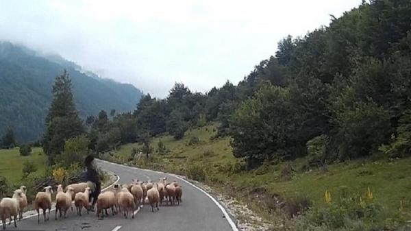 وحشية قطيع من الأغنام كادت تقتل راعيتها