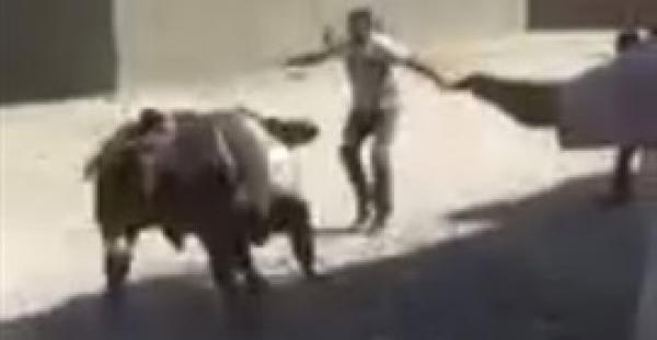 بالفيديو.. عجل ينطح رجلًا أثناء هروبه قبل الذبح