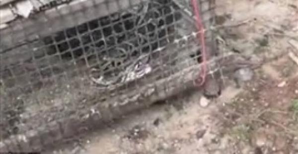 بالفيديو والصور.. ثعبان يفاجئ قرويين بإخراج دجاجتين من فمه