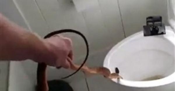 بالفيديو والصور.. لحظة العثور على ثعبان سام بمرحاض أسرة